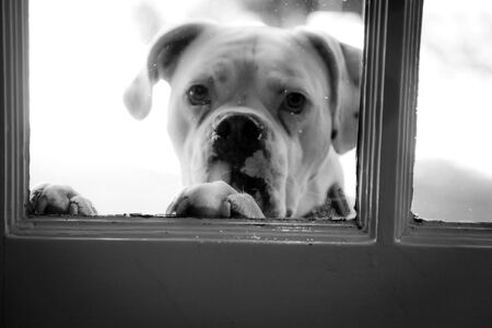 Cooper