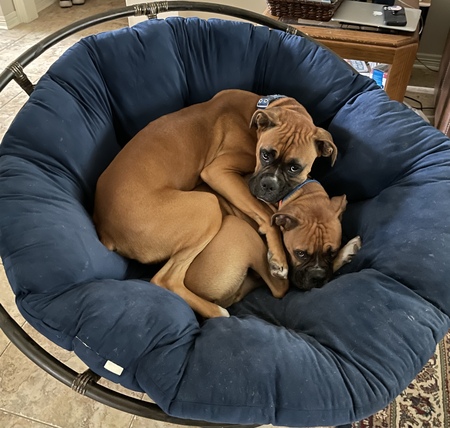 Blue and Max