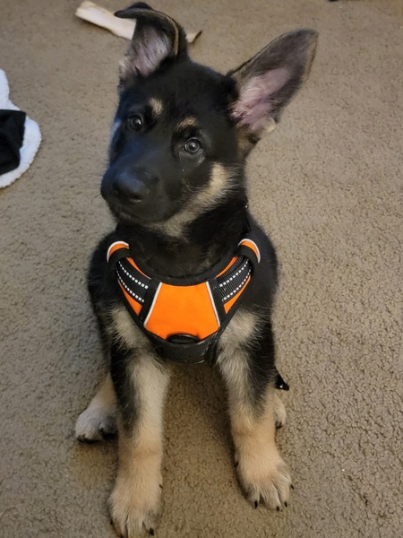 Cooper 