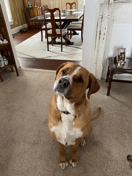 Buddy