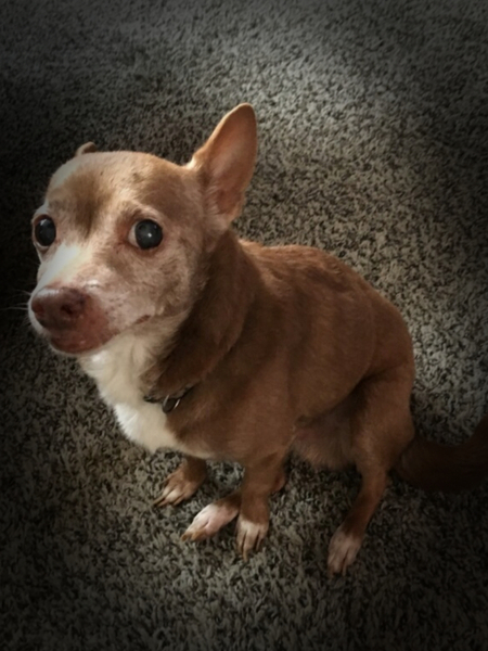 Cinnamon