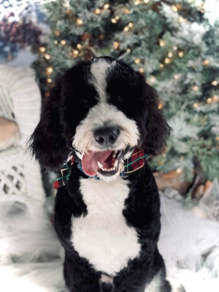 Bernie