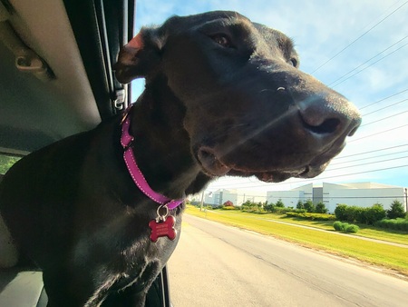 Piper
