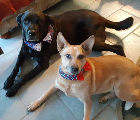 Brutus & Strawberry Grover