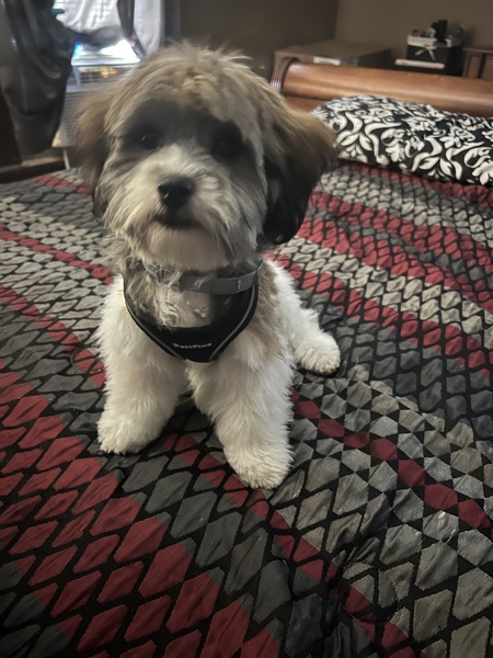 Murphy 