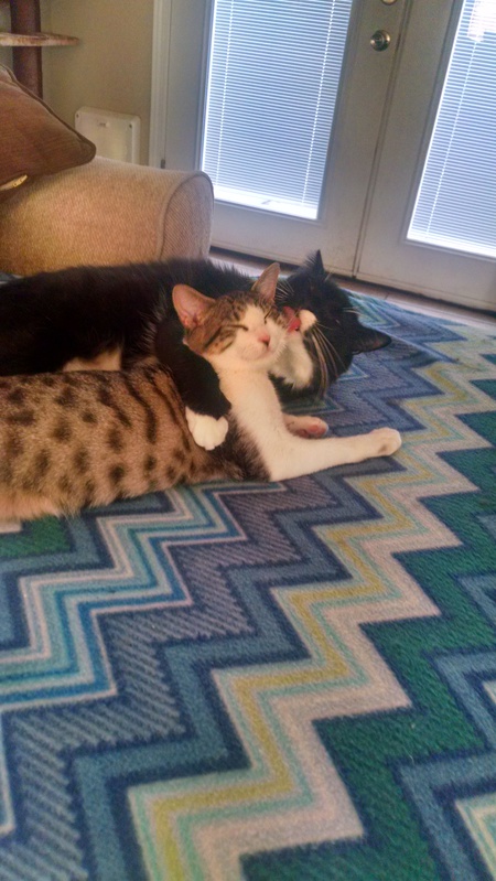 Mr. Meow-gi and Hershey