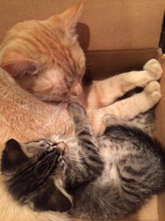Tigger and Robin
