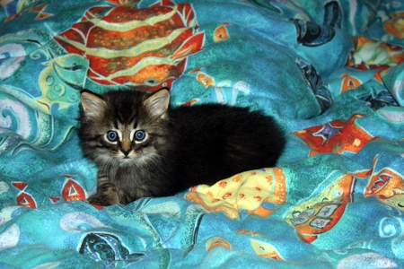 Jace