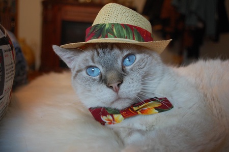 Bombay