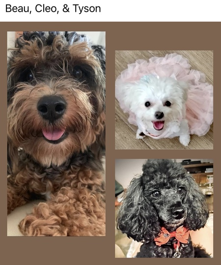 Beau, Cleo, & Tyson