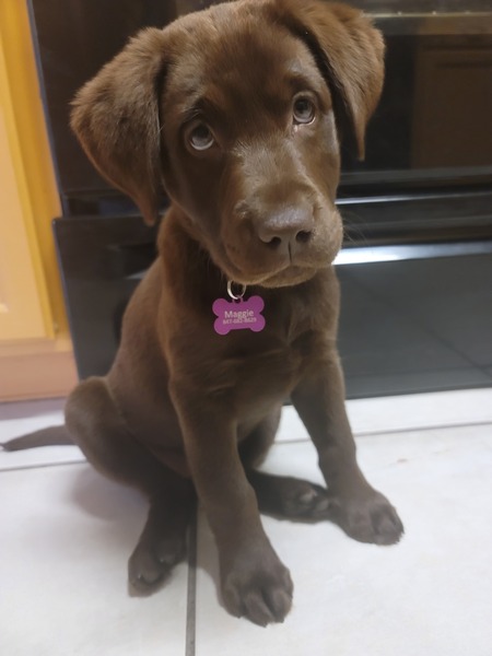Maggie May