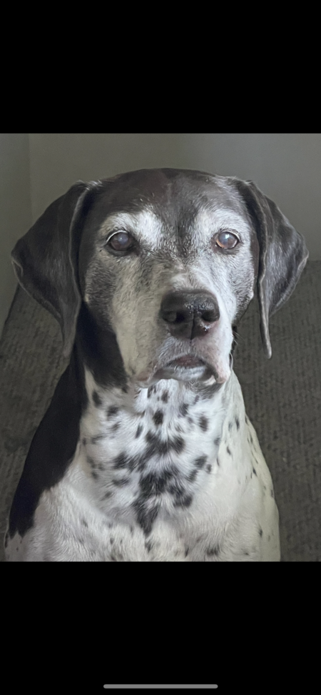 Bella