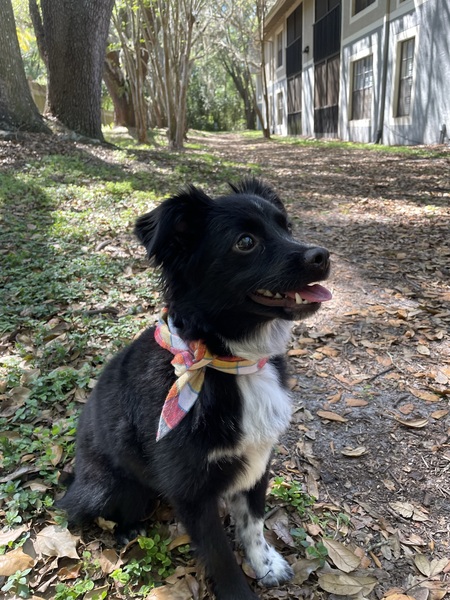 Scout