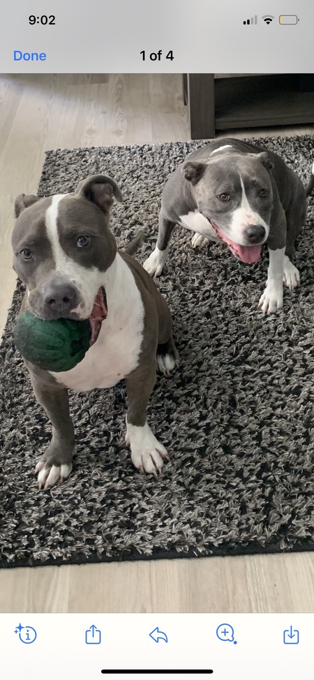 Gino ( on left)  Giada ( right)