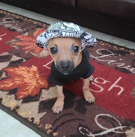 Dozer