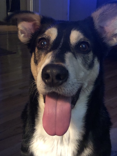 Cody (aka Cody Bear)