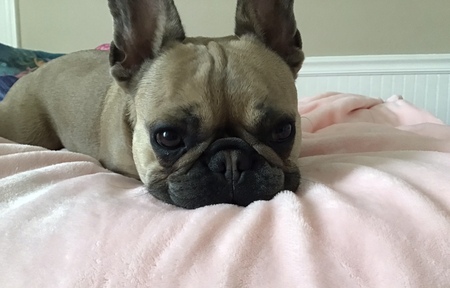 Maple