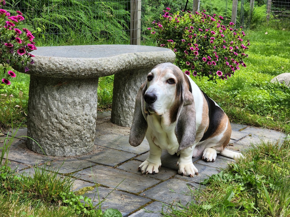 Vote for Roscoe New England Basset Hound Rescue 2023 Calendar Contest