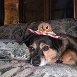 Entry image for Charlie