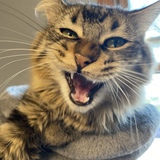 Entry image for Simba