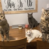 Entry image for Izzy, Ash, Cooper & Simba