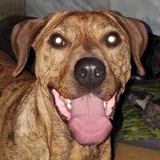 Entry image for Dozer