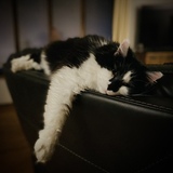 Entry image for Winston