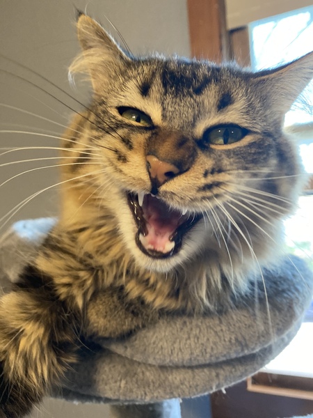 Entry image for Simba. Clicking this image will show a larger photo