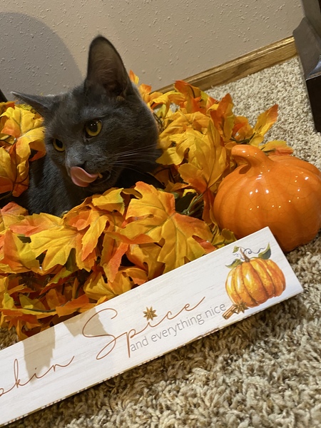 Entry image for Ash. Clicking this image will show a larger photo