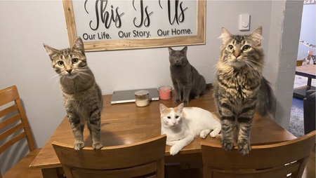 Entry image for Izzy, Ash, Cooper & Simba. Clicking this image will show a larger photo