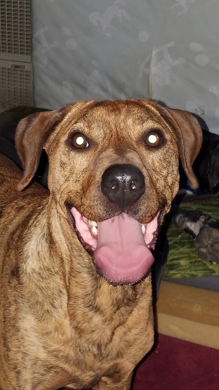 Entry image for Dozer. Clicking this image will show a larger photo