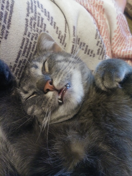 Entry image for Merlin. Clicking this image will show a larger photo