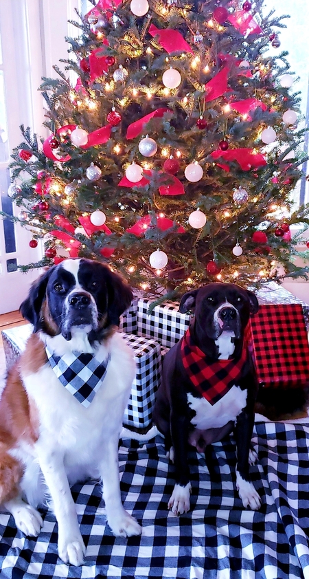 Entry image for Willow and Milo. Clicking this image will show a larger photo