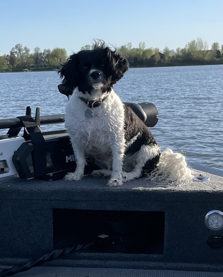 Entry image for Luna . Clicking this image will show a larger photo