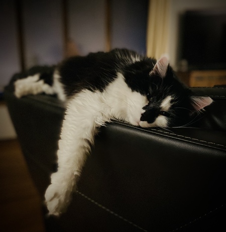 Entry image for Winston. Clicking this image will show a larger photo