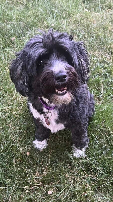 Piper