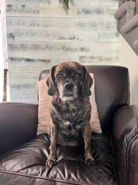 Scout