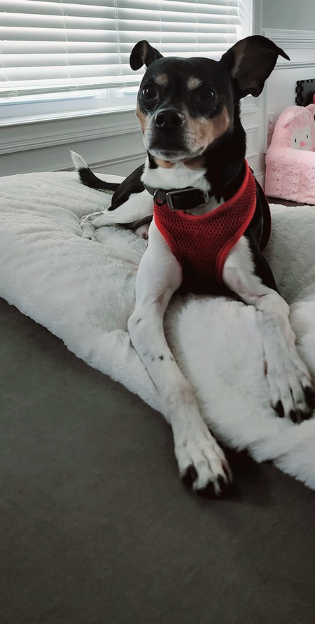 Chewy