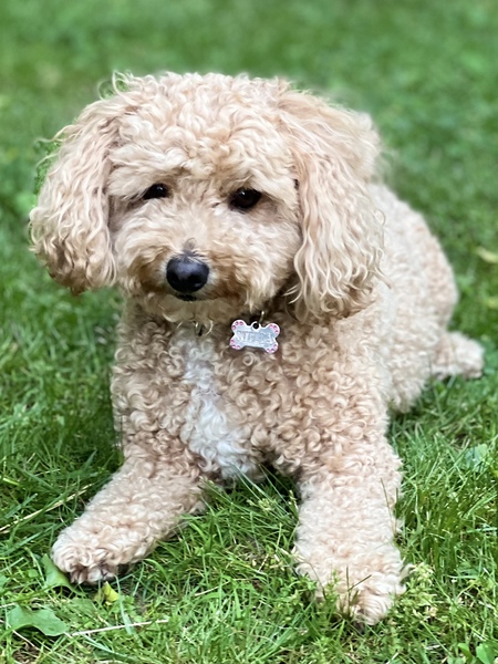 Stella Bella