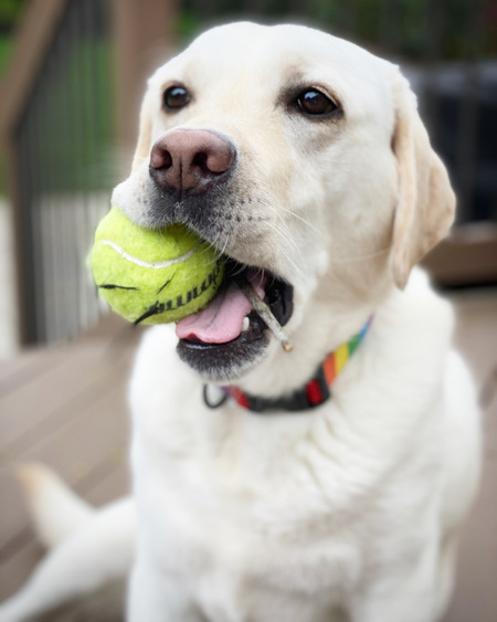 Tilly