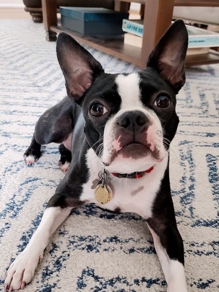 Gidget 