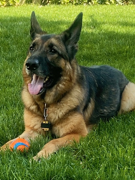 Lexi