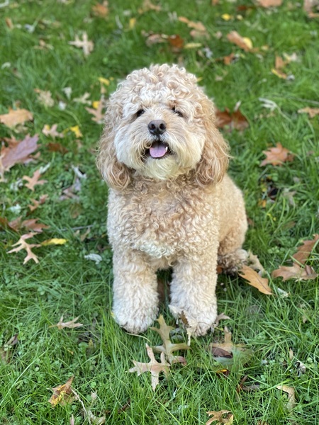 Finn