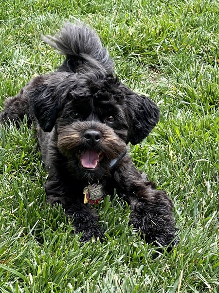 Teddy