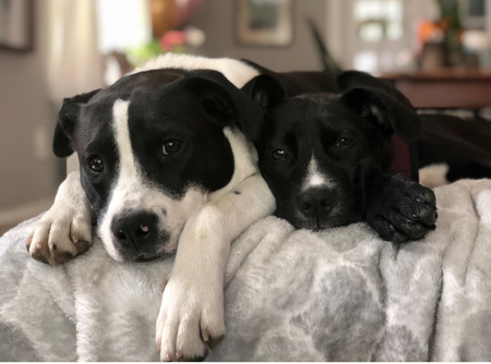 Jax and Tessa 