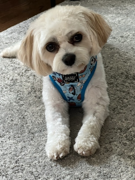 Cody