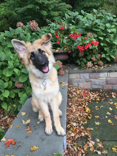 Heidi