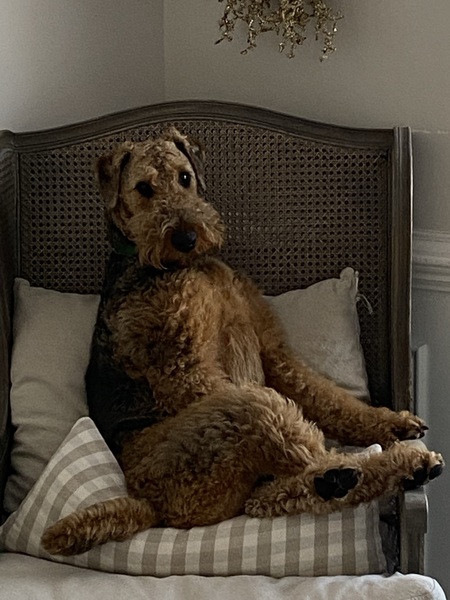 Alfred 