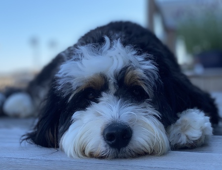 Maggie