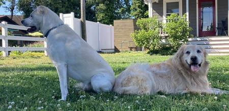 Hopper and Rosebud